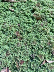 Azolla