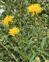 Crepis pyrenaica