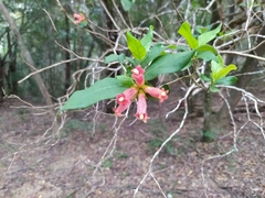 Burchellia bubalina