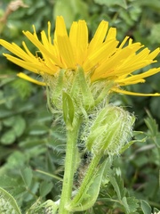 Crepis pyrenaica