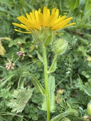 Crepis pyrenaica