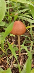 Psathyrella