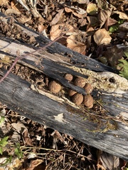 Apioperdon pyriforme