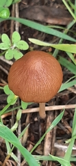 Psathyrella