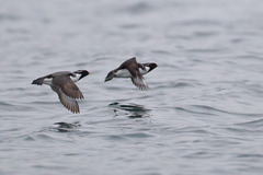 Synthliboramphus antiquus