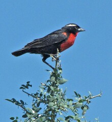 Leistes superciliaris