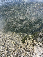 Hydrilla verticillata