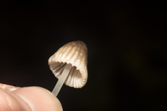 Mycena capillaripes