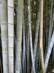 Phyllostachys