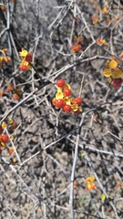 Celastrus orbiculatus