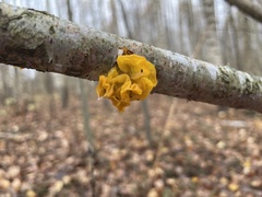 Tremella mesenterica