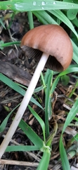 Psathyrella