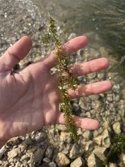 Hydrilla verticillata