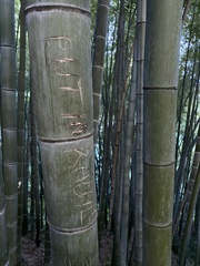 Phyllostachys