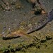 Sculptured Goby - Photo (c) J. Martin Crossley, some rights reserved (CC BY-NC-SA), uploaded by J. Martin Crossley