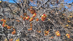 Celastrus orbiculatus