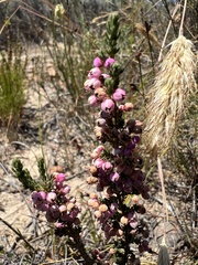 Erica bicolor