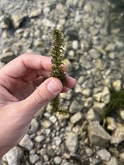 Hydrilla verticillata