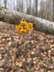Tremella mesenterica