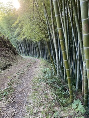 Phyllostachys