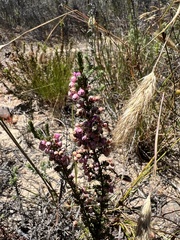 Erica bicolor