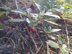 Solanum giganteum
