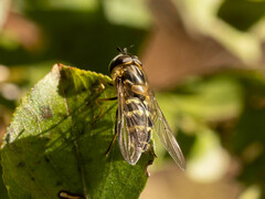 Dasysyrphus bilineatus