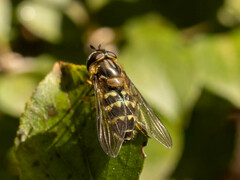 Dasysyrphus bilineatus