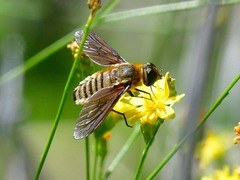 Poecilanthrax lucifer