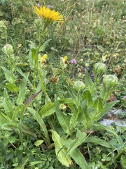 Crepis pyrenaica