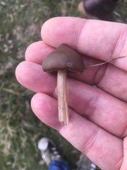 Entoloma sericeum