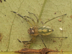 Tauala lepidus