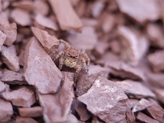 Aelurillus v-insignitus