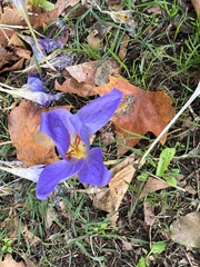 Crocus speciosus