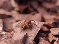 Aelurillus v-insignitus