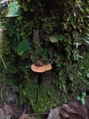 Rigidoporus
