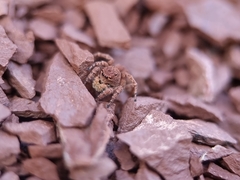 Aelurillus v-insignitus