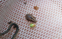 Strophosoma melanogrammum