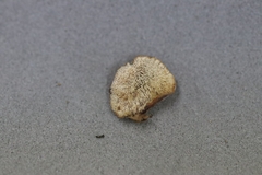 Rigidoporus