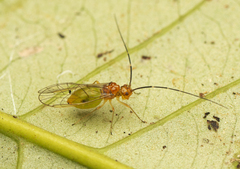 Stenopsocus