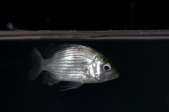 Acanthopagrus pacificus