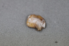 Rigidoporus