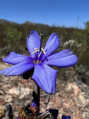 Aristea bracteata