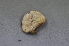 Rigidoporus