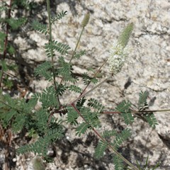 Dalea albiflora