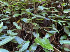 Laurus nobilis