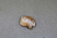 Rigidoporus