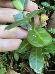 Laurus nobilis