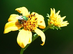 Augochloropsis metallica