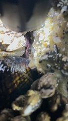 Petrolisthes cinctipes